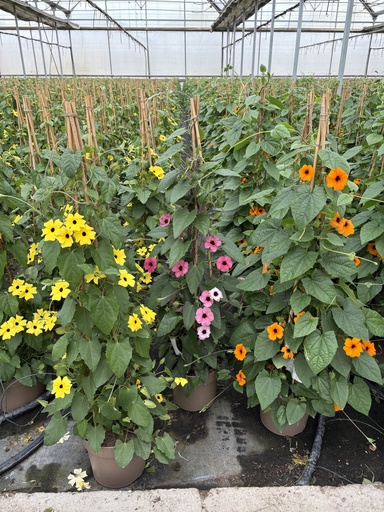 [THUP21] Thunbergia alata pyramid 21