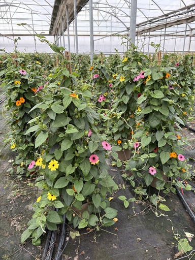 [THUP21M] Thunbergia alata multicolor piramide 21