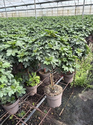 [CASST17] Cassia corymbosa stem 17