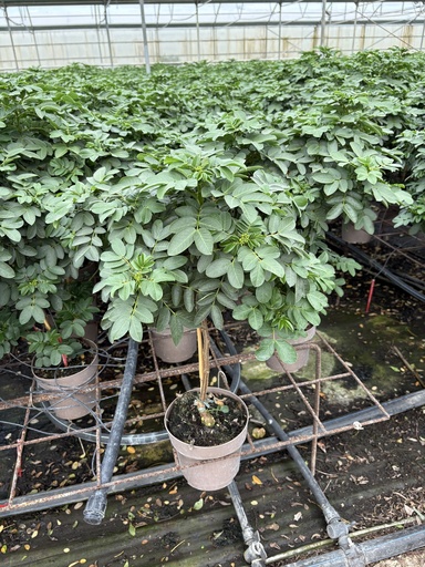 [CASST17] Cassia corymbosa stem 17