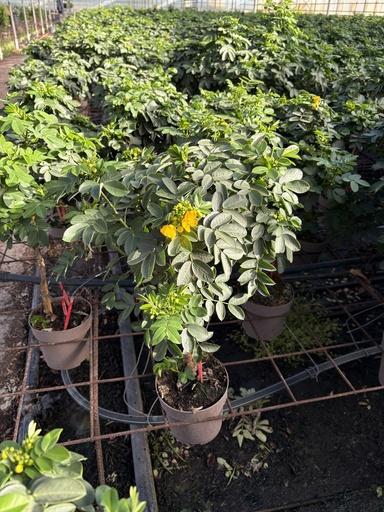 [CASST17] Cassia corymbosa stem 17