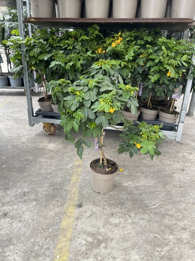 [CASST17] Cassia corymbosa stem 17