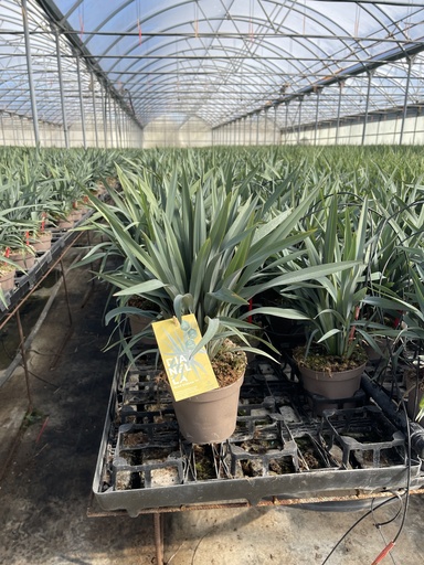 [DIAB14BS] Dianella Blue Stream pot 14