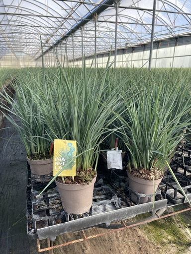 [DIAB14RC] Dianella revoluta Coolvista Topf 14