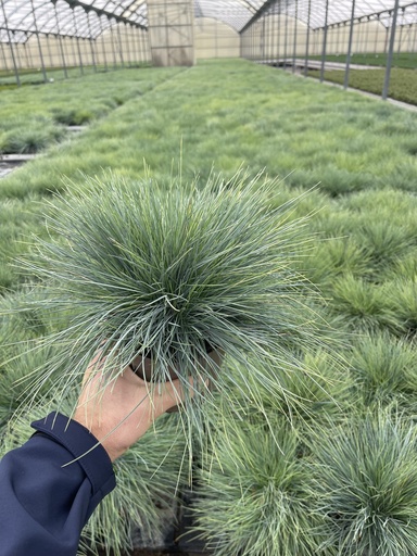 [FESB14] Festuca glauca Elijah Blue vaso 14