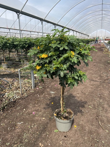 [CASST23] Cassia corymbosa Stamm 23