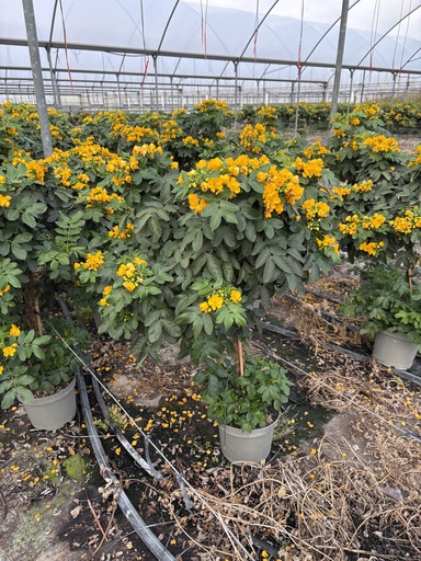 [CASST23] Cassia corymbosa alberello 23