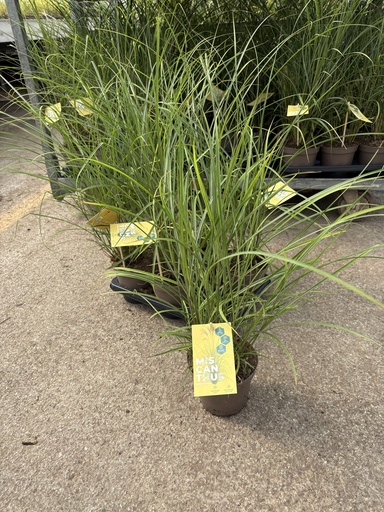 [MISB14RC] Miscanthus sin. Red Chief pot 14