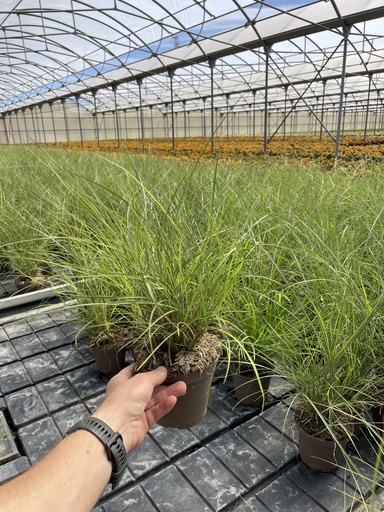 [MISB14RC] Miscanthus sin. Red Chief vaso 14