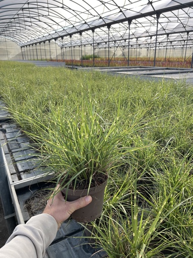 [MISB14S] Miscanthus sin. Strictus Topf 14