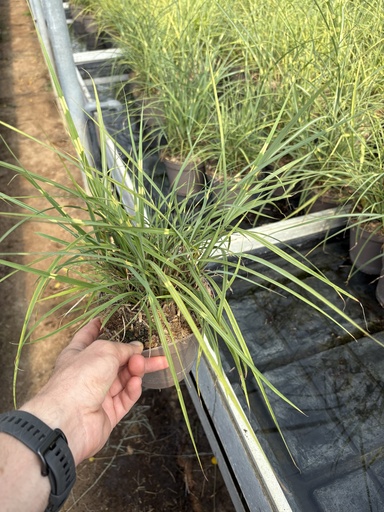 [MISB14S] Miscanthus sin. Strictus pot 14