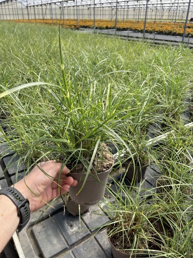 [MISB14S] Miscanthus sin. Strictus vaso 14