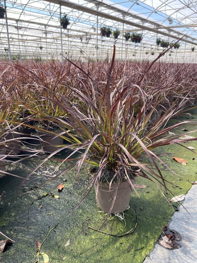 [PENB14C] Pennisetum x advena Chelsea vaso 14