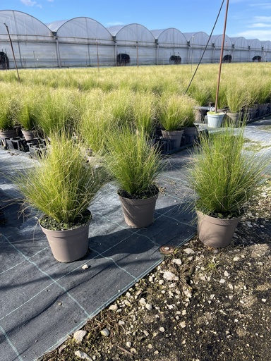 [STIB14] Stipa tenuissima Pony Tails pot 14