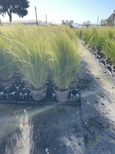 [STIB14] Stipa tenuissima Pony Tails vaso 14