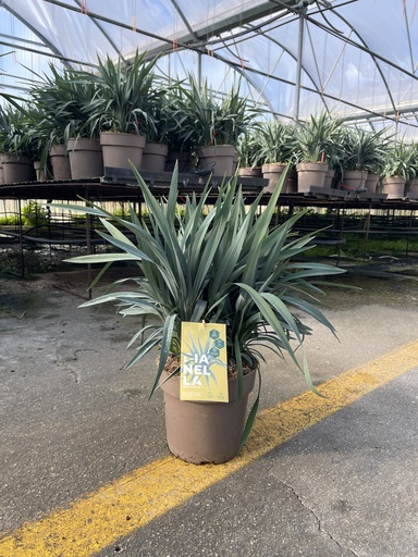 [DIAB21BS] Dianella Blue Stream pot 21