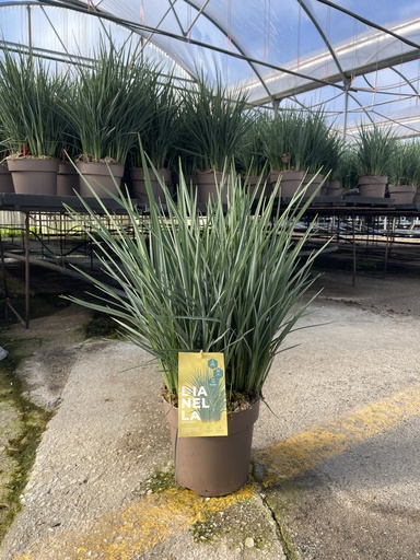 [DIAB21RC] Dianella revoluta Coolvista pot 21