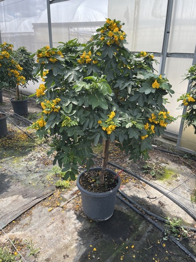 [CASST33] Cassia corymbosa Stamm 33