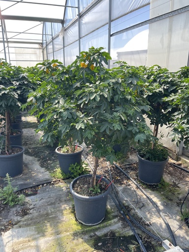 [CASST33] Cassia corymbosa alberello 33