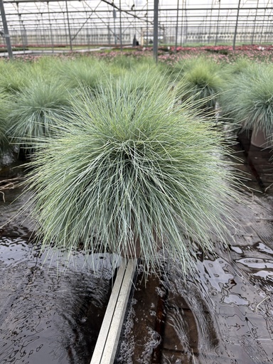 [FESB21] Festuca glauca Elijah Blue Topf 21