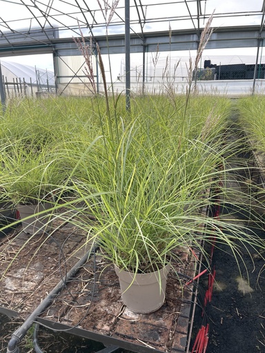[MISB21RC] Miscanthus sin. Red Chief Topf 21