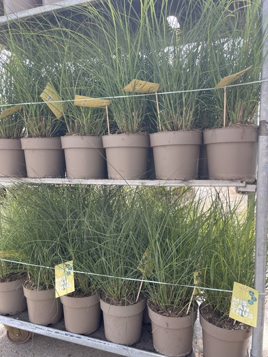 [MISB21RC] Miscanthus sin. Red Chief vaso 21