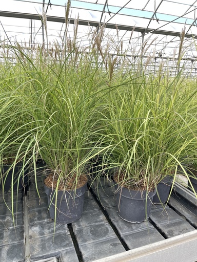 [MISRCB21] Miscanthus sin. Red Chief pot 21