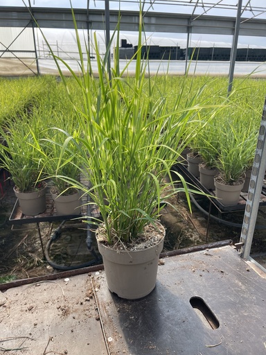[MISB21S] Miscanthus sin. Strictus vaso 21