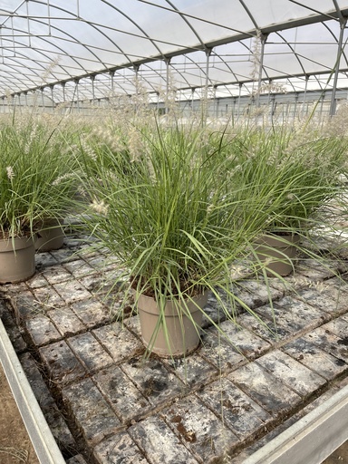 [PENB21A] Pennisetum alopecuroides JS Dance with me Topf 21