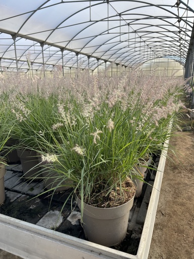 [PENB21A] Pennisetum alopecuroides JS Dance with me vaso 21