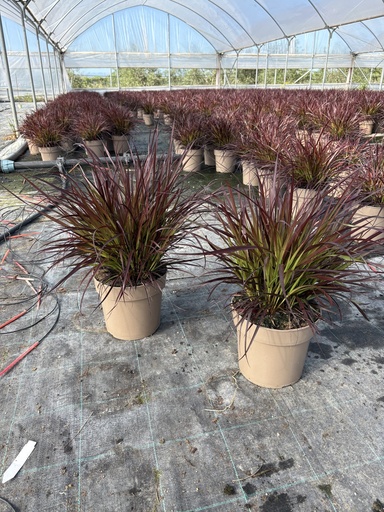[PENB21C] Pennisetum x advena Chelsea Topf 21