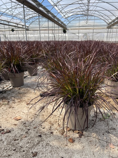 [PENB21C] Pennisetum x advena Chelsea vaso 21