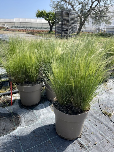 [STIB21] Stipa tenuissima Pony Tails Topf 21