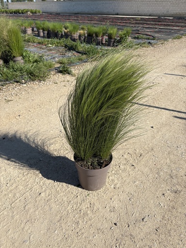 [STIB21] Stipa tenuissima Pony Tails Topf 21