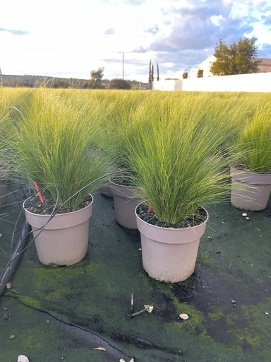 [STIB21] Stipa tenuissima Pony Tails pot 21