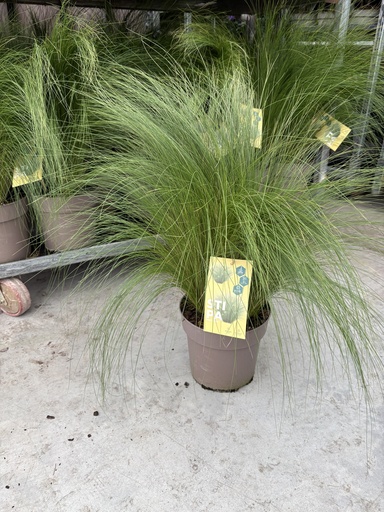 [STIB21] Stipa tenuissima Pony Tails pot 21