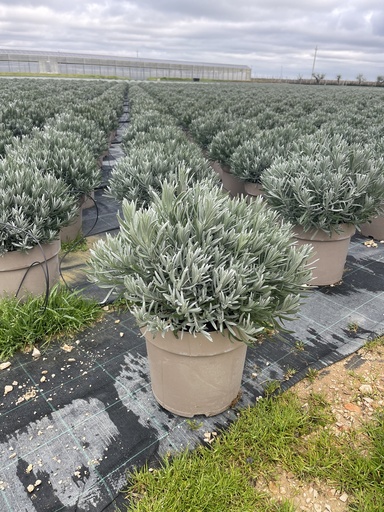[LAVB27A] Lavandula angustifolia Busch 27