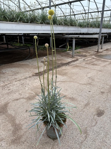 [CRASB14] Craspedia globosa Golf Beauty Topf 14