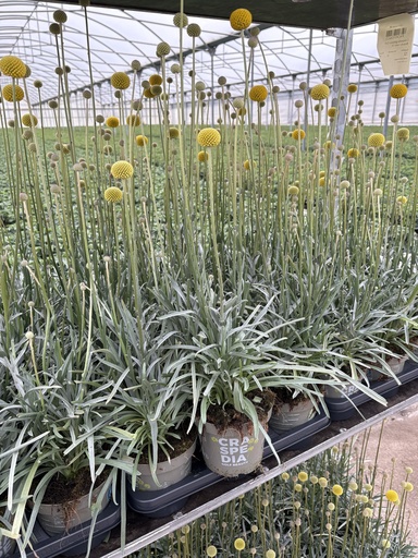 [CRASB14] Craspedia globosa Golf Beauty pot 14