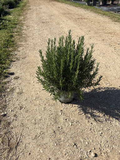 [ROSB17E] Rosmarinus officinalis Erectus bush 17