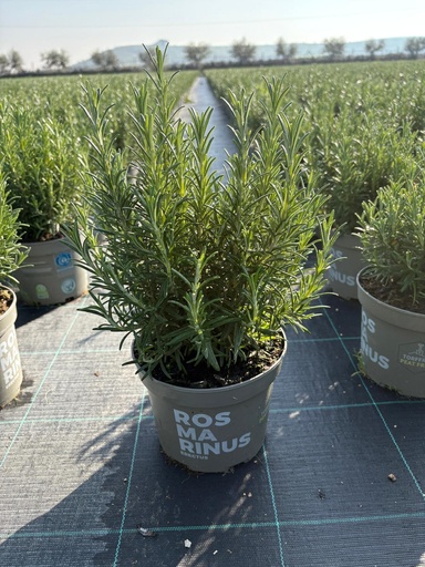 [ROSB17E] Rosmarinus officinalis Erectus bush 17