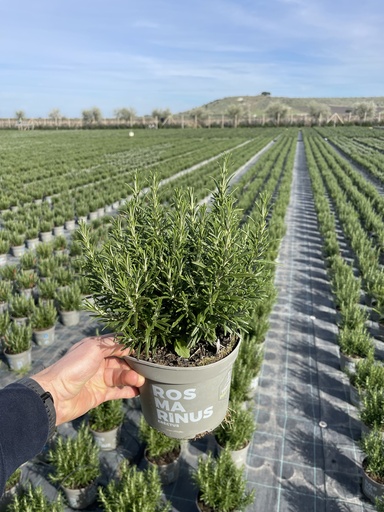 [ROSB17E] Rosmarinus officinalis Erectus bush 17