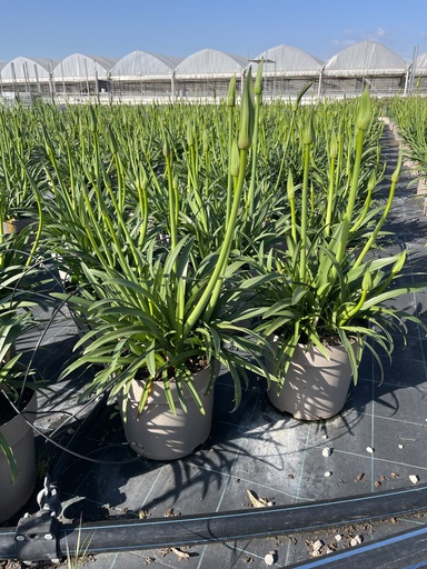 [AGAB27] Agapanthus hyb. blu vaso 27