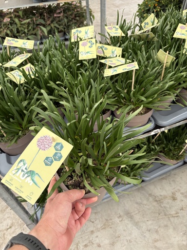 [ALLB17] Allium Millenium pot 17