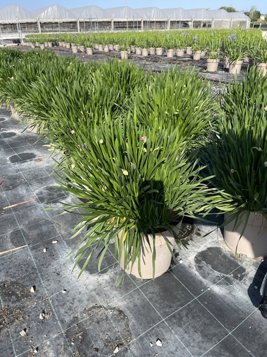 [ALLB27] Allium Millenium vaso 27