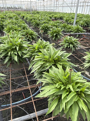 [ECHB17] Echinacea purpurea bush 17