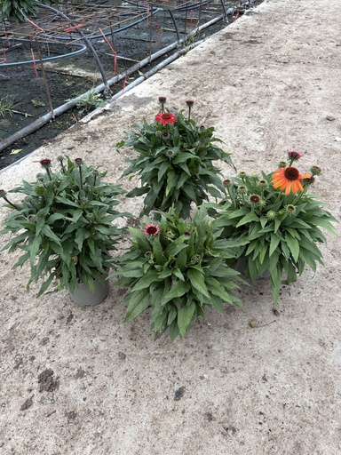 [ECHB17] Echinacea purpurea bush 17