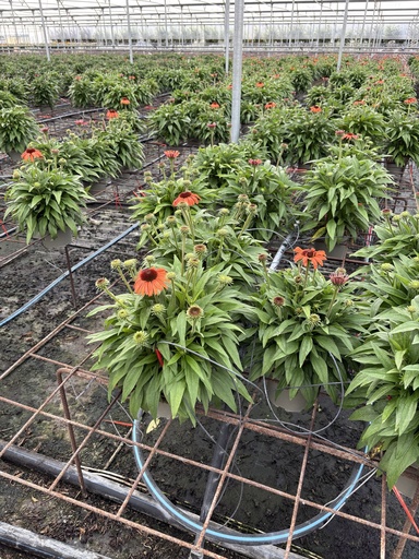 [ECHB17] Echinacea purpurea cespuglio 17