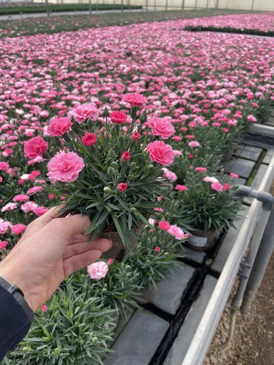 [DIAB12L] Dianthus I love you Topf 12