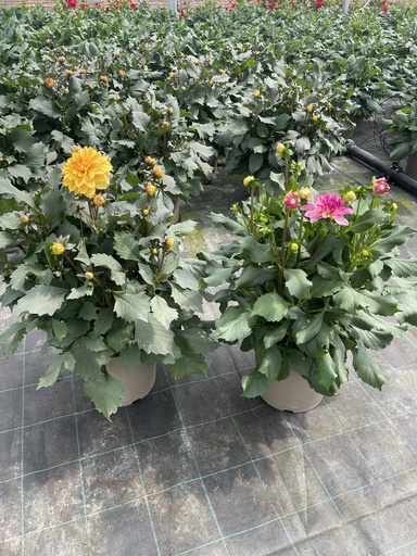 [DAHS27] Dahlia x hyb. Collection Sincerity bush 27
